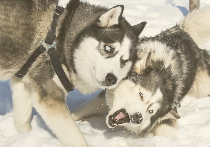 Автобус| Веселые каникулы в Карелии: где даже северный ветер смеётся